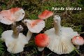 Russula luteotacta-amf1702